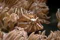   File fish behavior camouflaged its natural soft coral habitat  